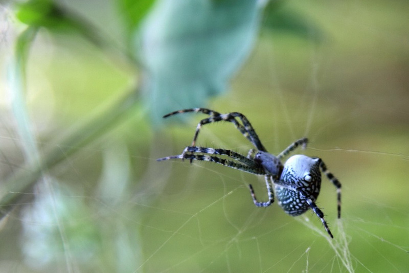 漂亮的蜘蛛_泉字云斑蛛